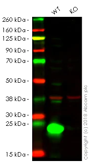 Western blot - Anti-IL-18 antibody [EPR19954] (AB207324)