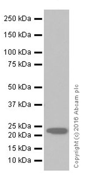 Western blot - Anti-IL-18 antibody [EPR19956] (AB207323), expandable thumbnail
