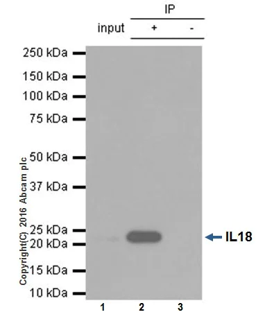 Immunoprecipitation - Anti-IL-18 antibody [EPR19956] - BSA and Azide free (AB240376)