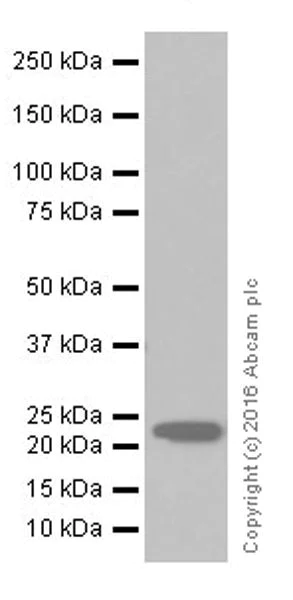 Western blot - Anti-IL-18 antibody [EPR19956] - BSA and Azide free (AB240376)