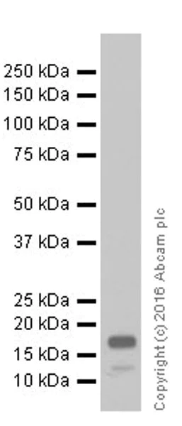 Western blot - Anti-IL-18 antibody [EPR19956] - BSA and Azide free (AB240376)