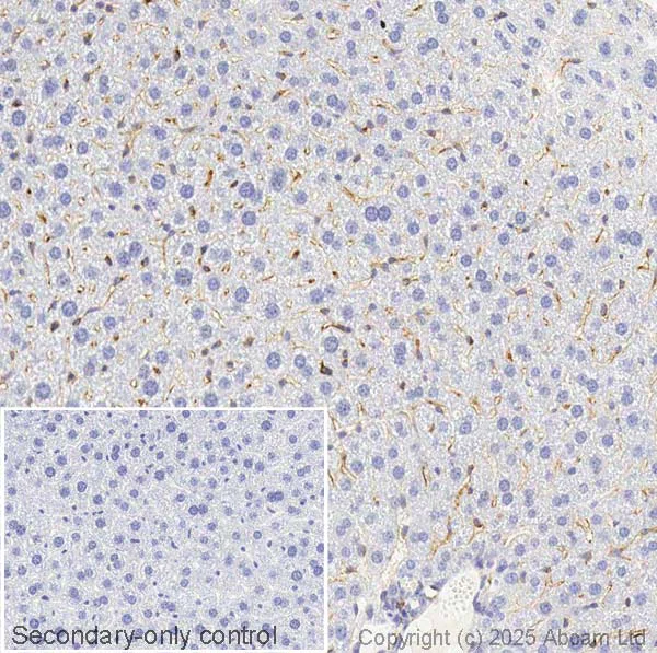 Immunohistochemistry (Formalin/PFA-fixed paraffin-embedded sections) - Anti-IL-18 antibody [EPR22249-212] (AB223293)