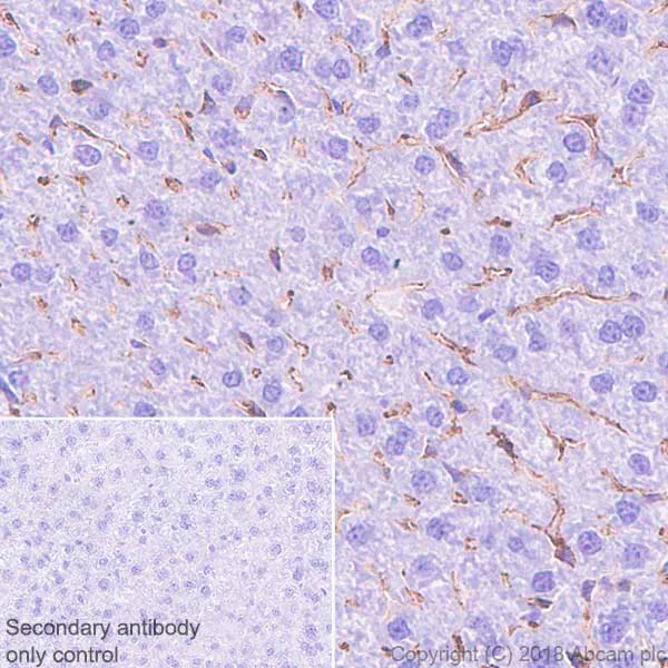 Immunohistochemistry (Formalin/PFA-fixed paraffin-embedded sections) - Anti-IL-18 antibody [EPR22249-212] (AB223293)