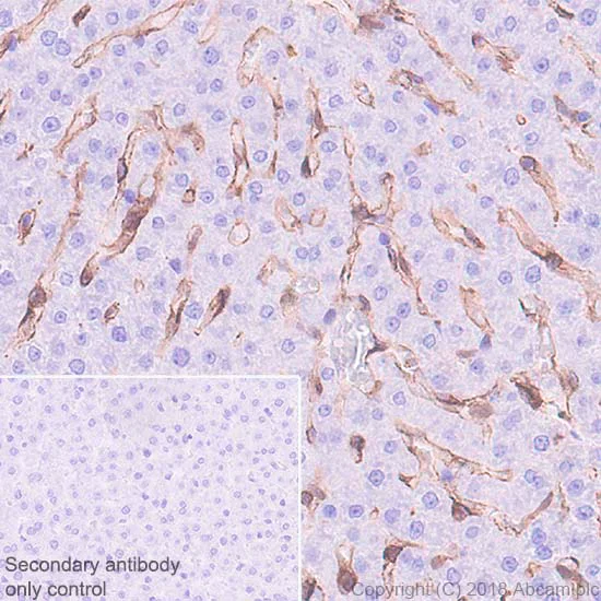 Immunohistochemistry (Formalin/PFA-fixed paraffin-embedded sections) - Anti-IL-18 antibody [EPR22249-212] (AB223293)