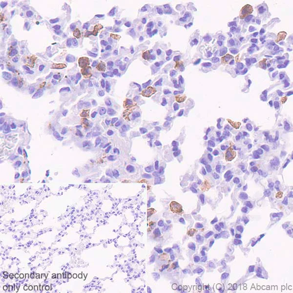Immunohistochemistry (Formalin/PFA-fixed paraffin-embedded sections) - Anti-IL-18 antibody [EPR22249-212] - BSA and Azide free (AB242022)