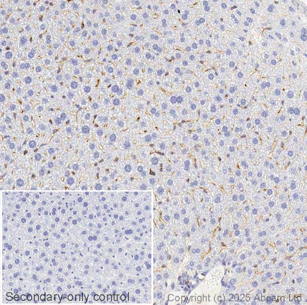 Immunohistochemistry (Formalin/PFA-fixed paraffin-embedded sections) - Anti-IL-18 antibody [EPR22249-212] - BSA and Azide free (AB242022)