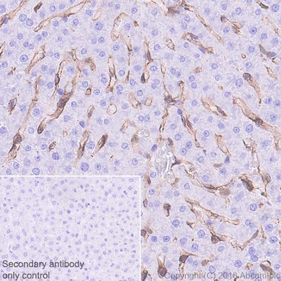 Immunohistochemistry (Formalin/PFA-fixed paraffin-embedded sections) - Anti-IL-18 antibody [EPR22249-212] - BSA and Azide free (AB242022)