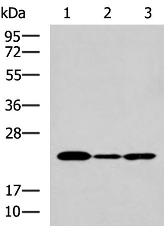 Western blot - Anti-IL-19 antibody (AB198925)