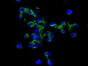 Immunocytochemistry/ Immunofluorescence - Anti-IL-19 antibody [EPNCIR168] - BSA and Azide free (AB249084)