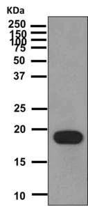Western blot - Anti-IL-19 antibody [EPNCIR168] - BSA and Azide free (AB249084)