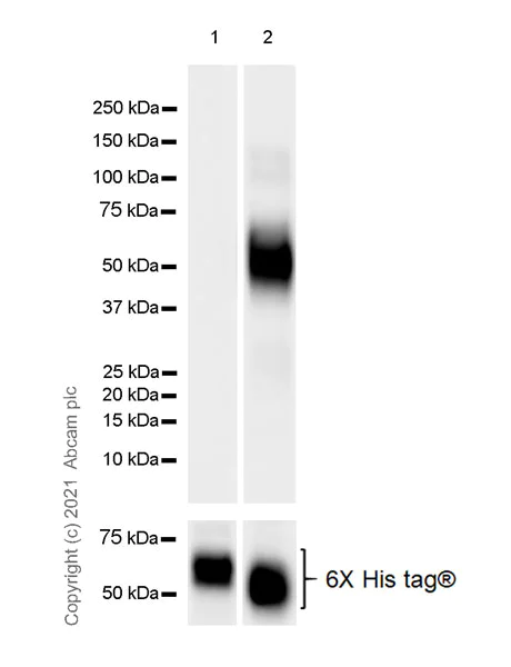 Western blot - Anti-IL-1R-2 antibody [EPR24695-36] - BSA and Azide free (AB281936)