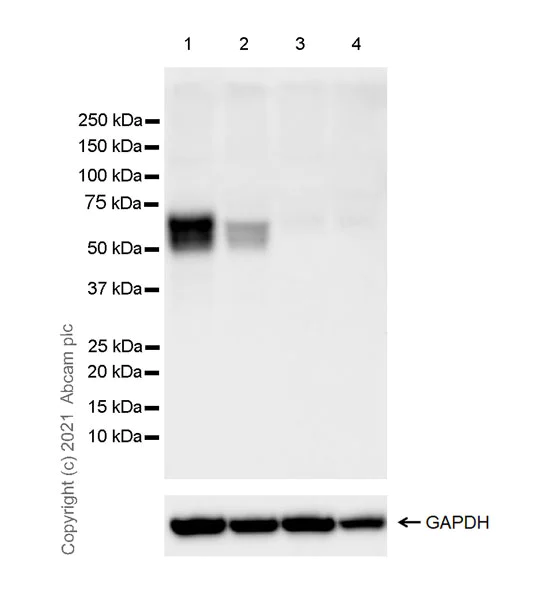 Western blot - Anti-IL-1R-2 antibody [EPR24695-36] - BSA and Azide free (AB281936)
