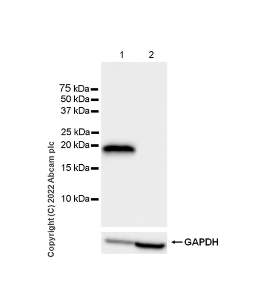 Western blot - Anti-IL-1RA antibody [EPR26853-58] (AB303490)