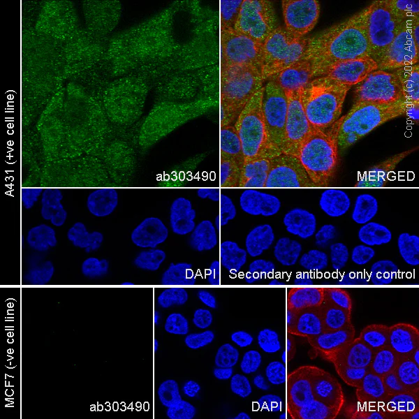 Immunocytochemistry/ Immunofluorescence - Anti-IL-1RA antibody [EPR26853-58] - BSA and Azide free (AB303491)
