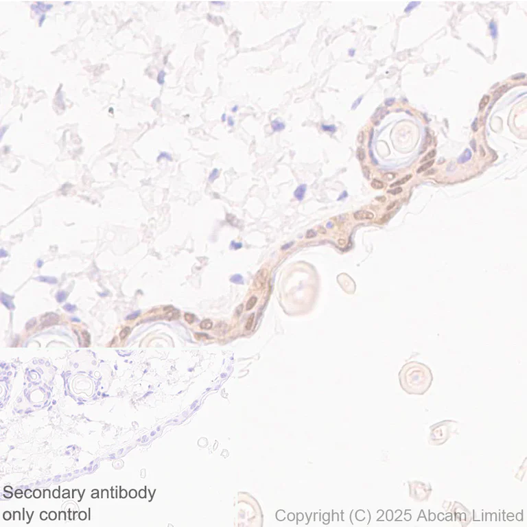 Immunohistochemistry (Formalin/PFA-fixed paraffin-embedded sections) - Anti-IL-1RA antibody [EPR29922-572] (AB324456)