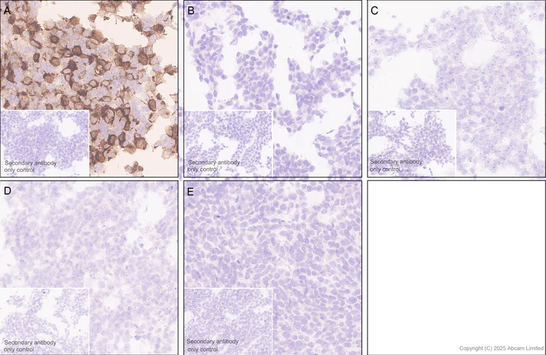 Immunohistochemistry (Formalin/PFA-fixed paraffin-embedded sections) - Anti-IL-1RA antibody [EPR29922-572] (AB324456)