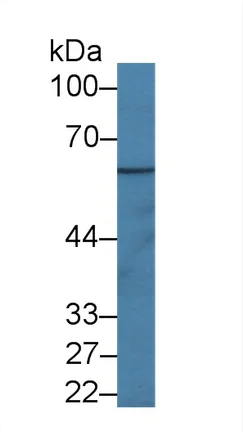 Western blot - Anti-IL-1RAcP antibody (AB232950)