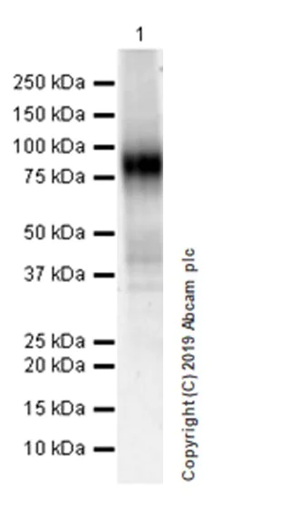 Western blot - Anti-IL-1RAcP antibody [EPR22678-67] (AB256461)