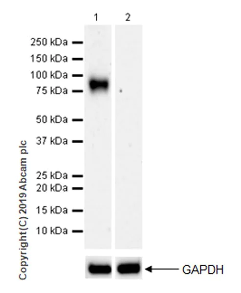 Western blot - Anti-IL-1RAcP antibody [EPR22678-67] (AB256461)