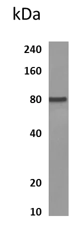 Western blot - Anti-IL-1RAPL1 antibody [MM0353-3R16] (AB90453)