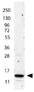 Western blot - Anti-IL-2 antibody (AB106007)