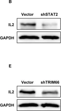 Western blot - Anti-IL-2 antibody (AB180780)