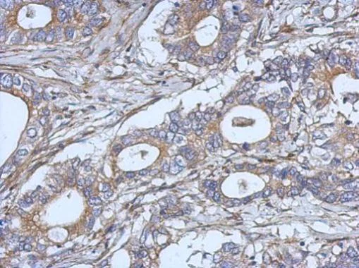 Immunohistochemistry (Formalin/PFA-fixed paraffin-embedded sections) - Anti-IL-2 antibody (AB227101)
