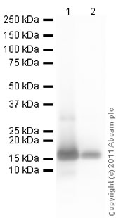 Western blot - Anti-IL-2 antibody (AB9618)