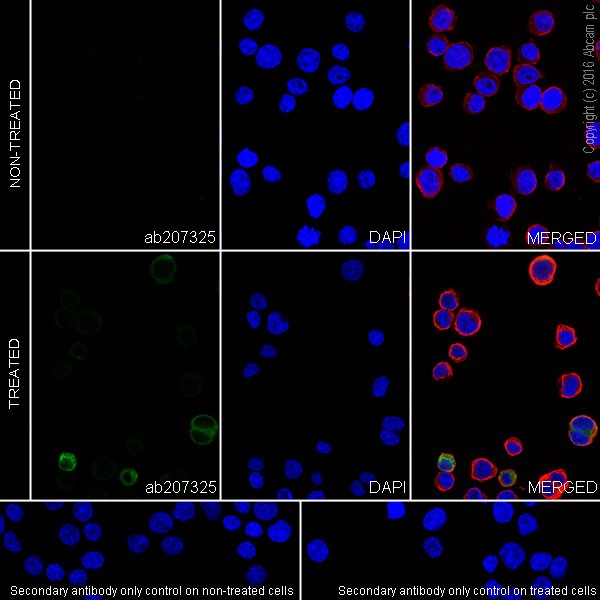 Immunocytochemistry/ Immunofluorescence - Anti-IL-2 antibody [EPR20055] (AB207325), expandable thumbnail