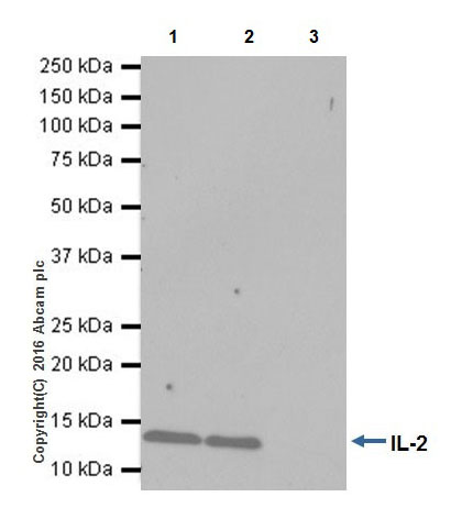 Immunoprecipitation - Anti-IL-2 antibody [EPR20055] (AB207325), expandable thumbnail