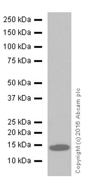 Western blot - Anti-IL-2 antibody [EPR20055] (AB207325), expandable thumbnail