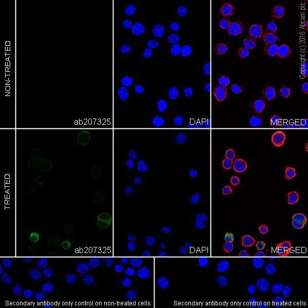 Immunocytochemistry/ Immunofluorescence - Anti-IL-2 antibody [EPR20055] - BSA and Azide free (AB251472)