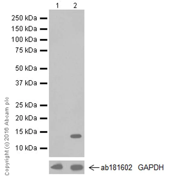 Western blot - Anti-IL-2 antibody [EPR20055] - BSA and Azide free (AB251472)