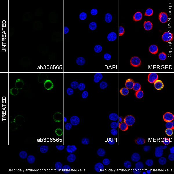 Immunocytochemistry/ Immunofluorescence - Anti-IL-2 antibody [EPR20055] - Chicken IgY (Chimeric) - BSA and Azide Free (AB306566)