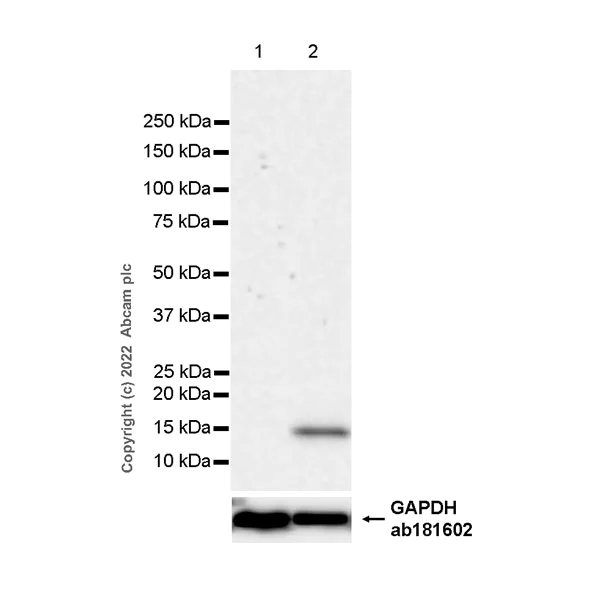 Western blot - Anti-IL-2 antibody [EPR20055] - Chicken IgY (Chimeric) - BSA and Azide Free (AB306566)