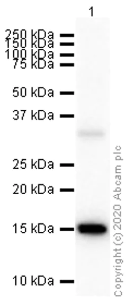 Western blot - Anti-IL-2 antibody [EPR2780] (AB92381)
