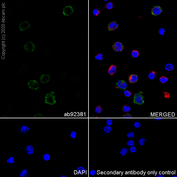 Immunocytochemistry/ Immunofluorescence - Anti-IL-2 antibody [EPR2780] - BSA and Azide free (AB216453), expandable thumbnail