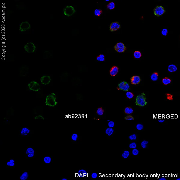 Immunocytochemistry/ Immunofluorescence - Anti-IL-2 antibody [EPR2780] - BSA and Azide free (AB216453)