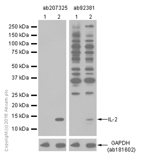 Western blot - Anti-IL-2 antibody [EPR2780] - BSA and Azide free (AB216453), expandable thumbnail