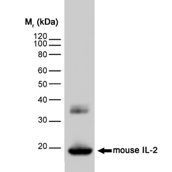 Western blot - Anti-IL-2 antibody [JES6-1A12] (AB11510)