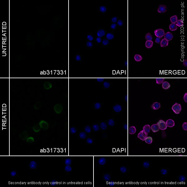 Immunocytochemistry/ Immunofluorescence - Anti-IL-2 antibody [RM1124] - BSA and Azide free (AB317332)