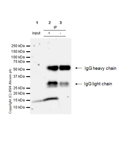 Immunoprecipitation - Anti-IL-2 antibody [RM1124] - BSA and Azide free (AB317332)