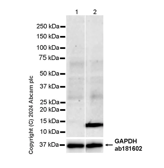 Western blot - Anti-IL-2 antibody [RM1124] - BSA and Azide free (AB317332)