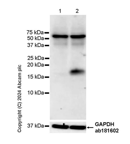 Western blot - Anti-IL-2 antibody [RM1124] - BSA and Azide free (AB317332)
