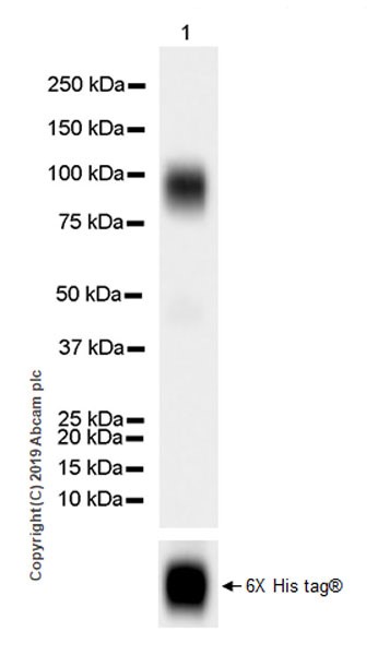Western blot - Anti-IL-2 Receptor alpha antibody [EPR22816-65] (AB264557), expandable thumbnail