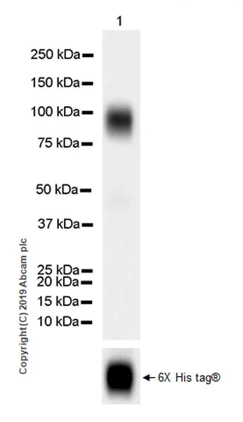 Western blot - Anti-IL-2 Receptor alpha antibody [EPR22816-65] (AB264557)