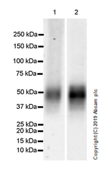 Western blot - Anti-IL-2 Receptor alpha antibody [EPR22816-65] (AB264557), expandable thumbnail