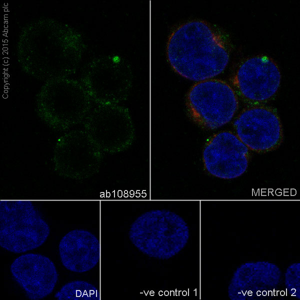 Immunocytochemistry/ Immunofluorescence - Anti-IL-2 Receptor alpha antibody [EPR6452] (AB128955), expandable thumbnail