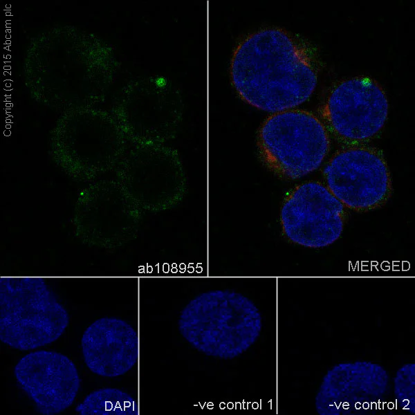 Immunocytochemistry/ Immunofluorescence - Anti-IL-2 Receptor alpha antibody [EPR6452] - BSA and Azide free (AB215378)