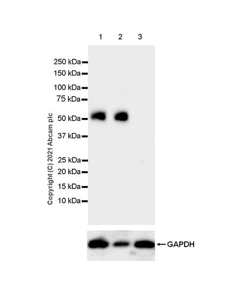 Western blot - Anti-IL-20R1 antibody [EPR24556-125] - BSA and Azide free (AB282281)